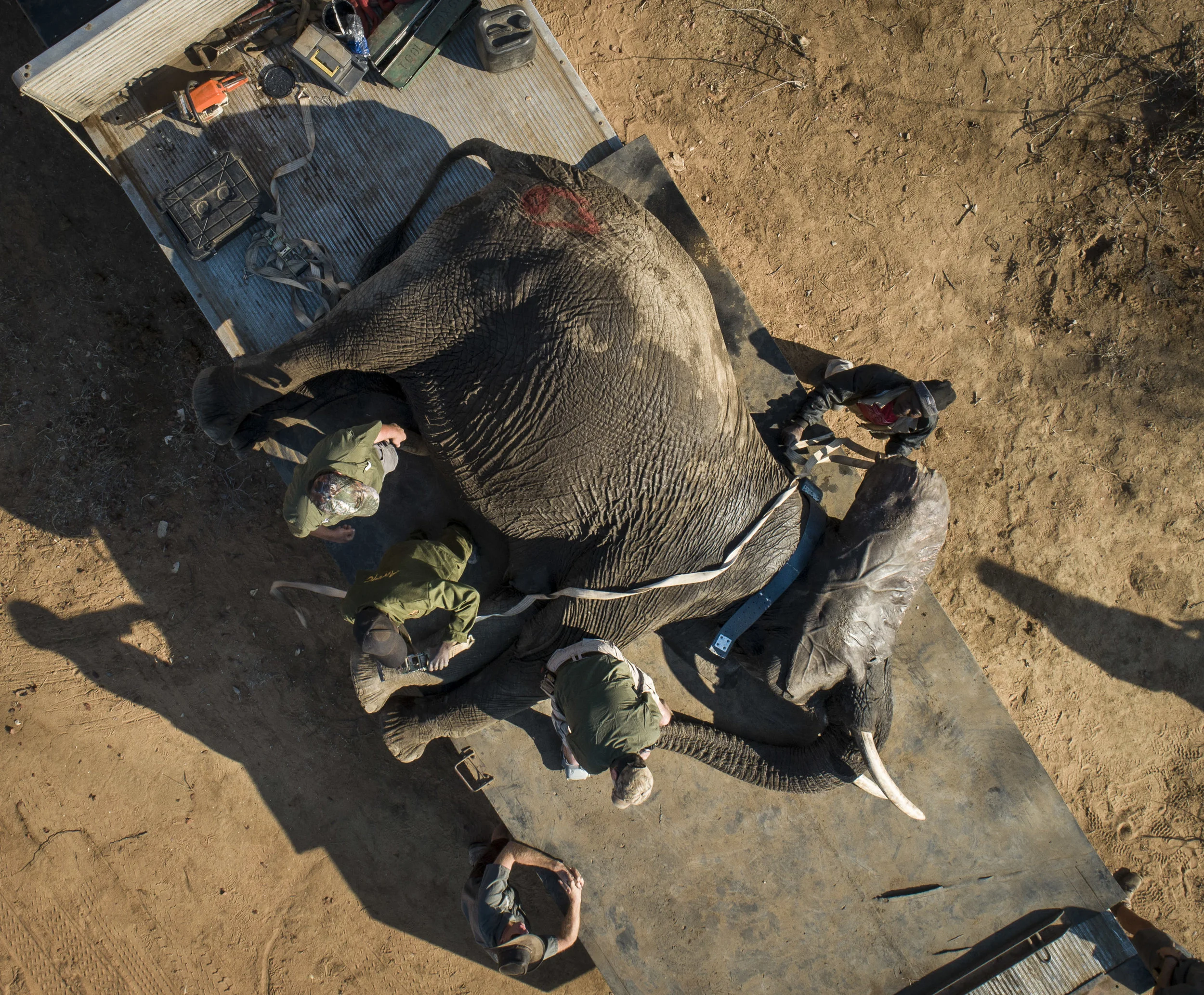 Sango Elephant Translocation-9.jpg