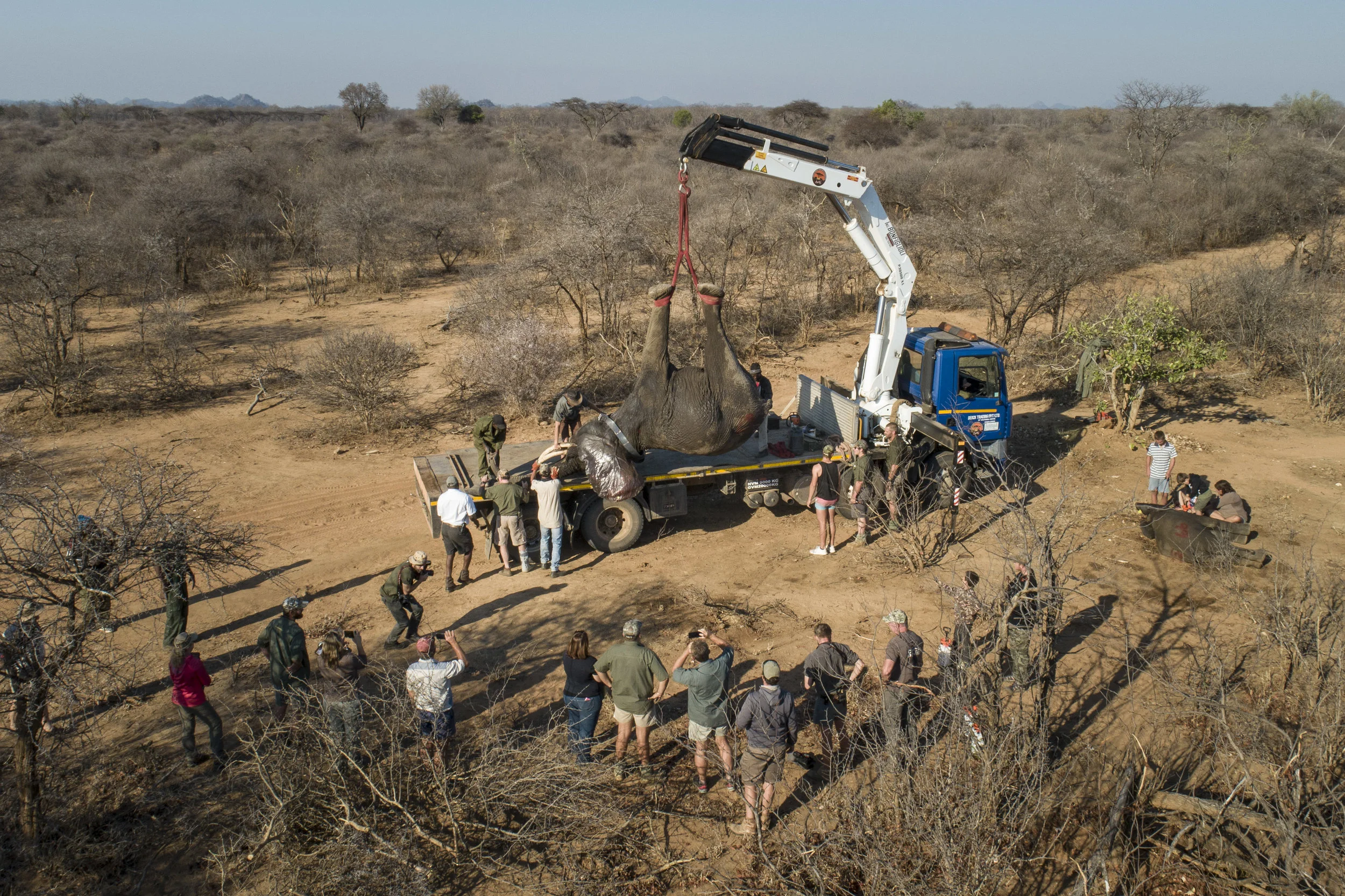 Sango Elephant Translocation-8.jpg