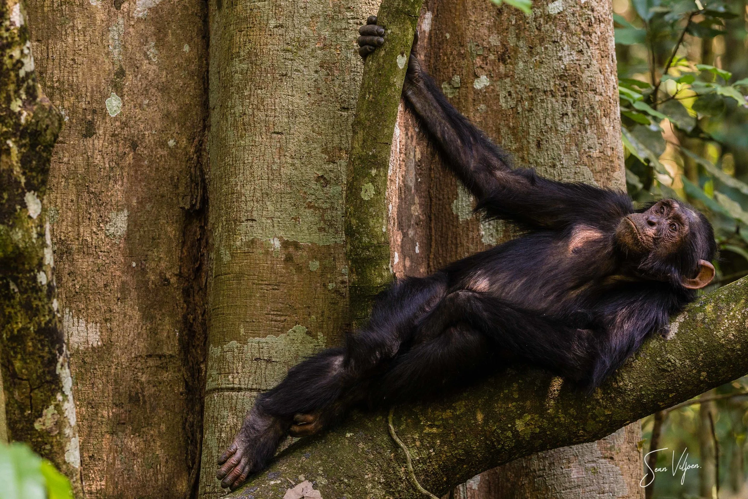 Uganda_gorillas_chimpanzees_seanviljoen-2.jpg
