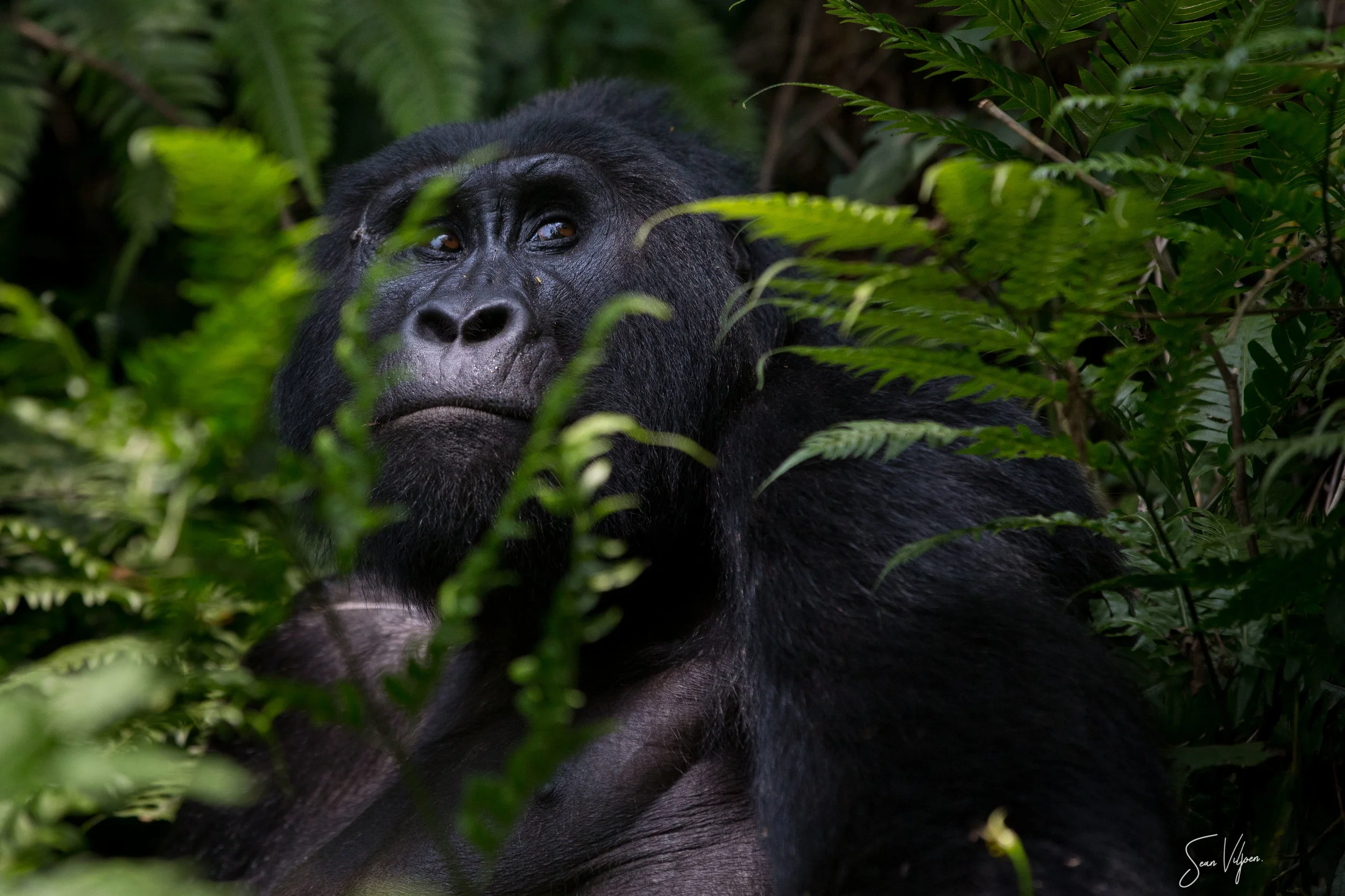 Uganda_bwindi_gorilla_seanviljoen-1.jpg