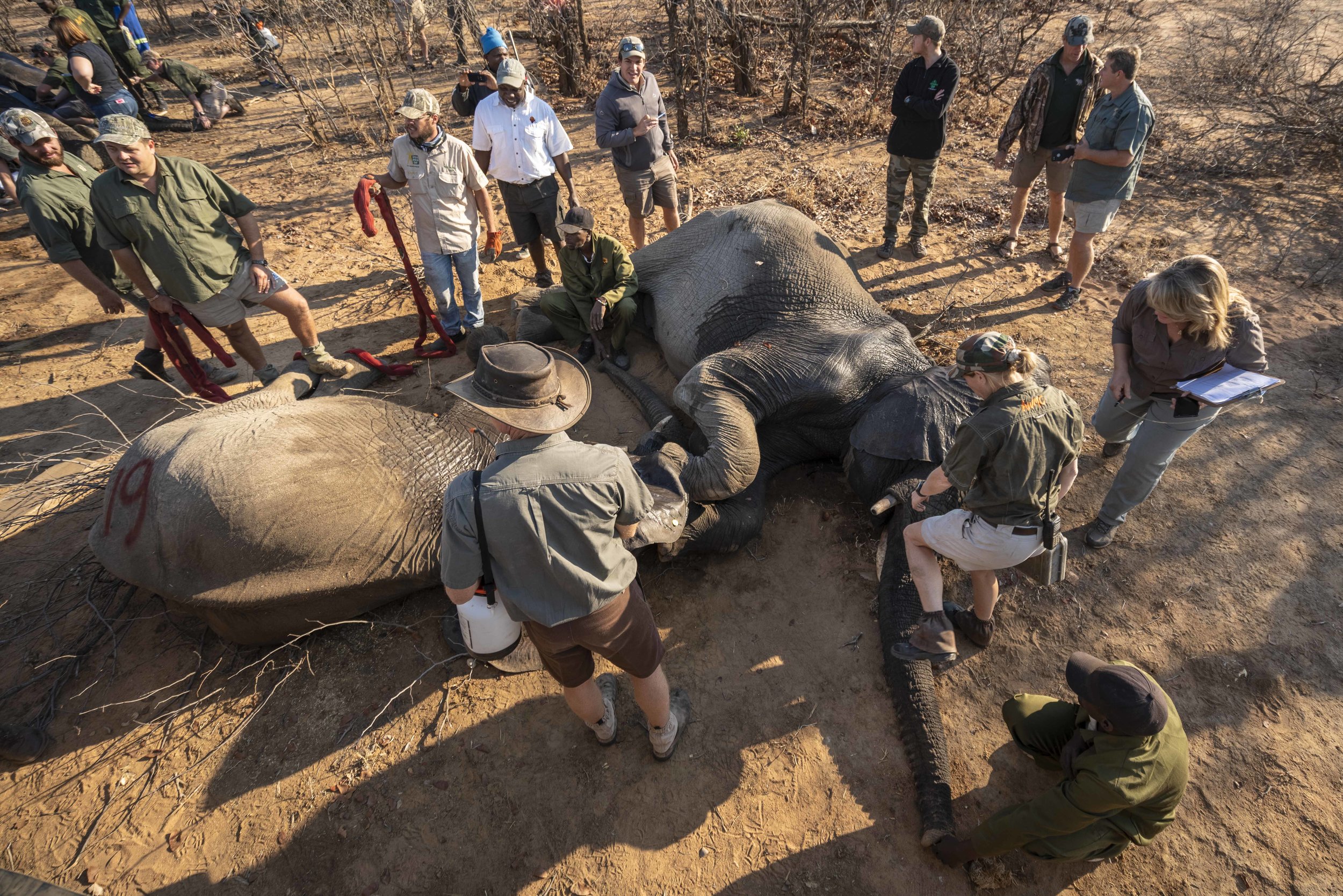 Sango Elephant Translocation-3.jpg