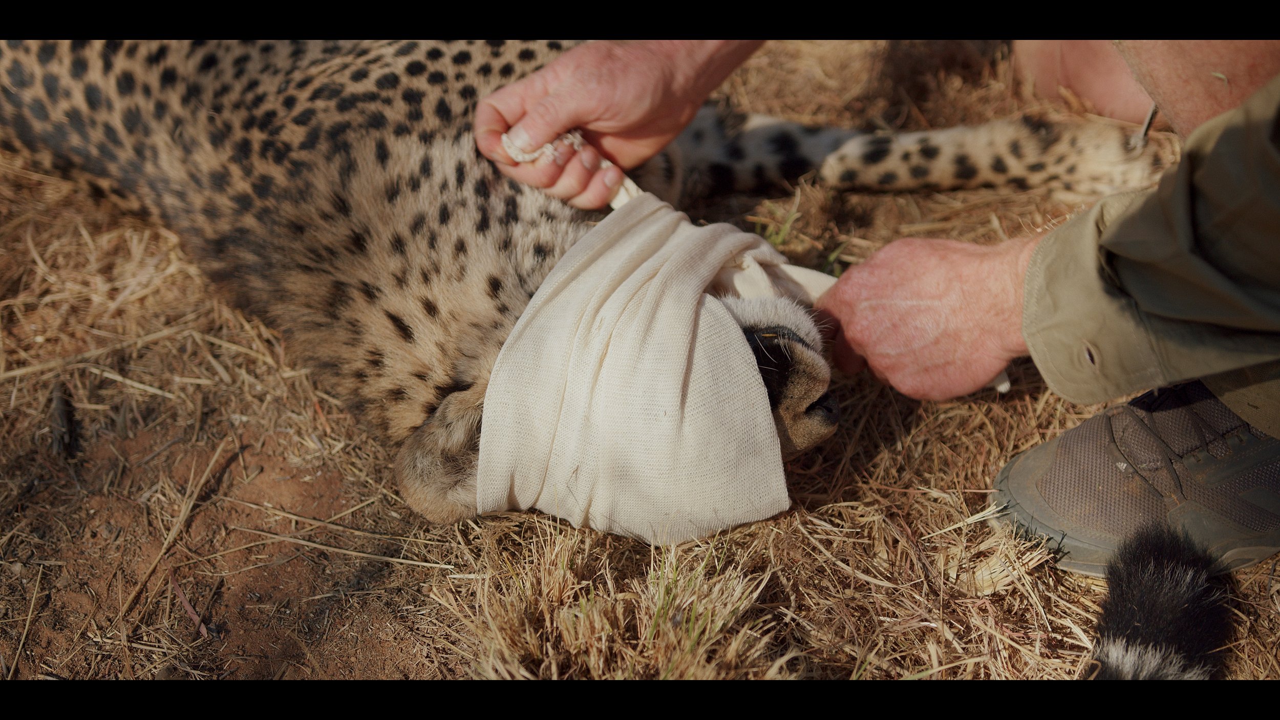 12 Cheetahs_2.81.1.jpg