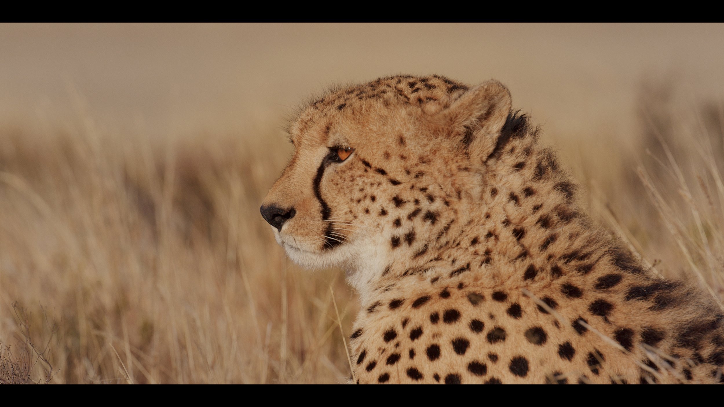 12 Cheetahs_2.14.1.jpg