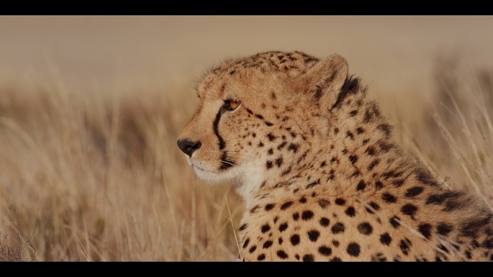 12 Cheetahs_2.14.1.jpg