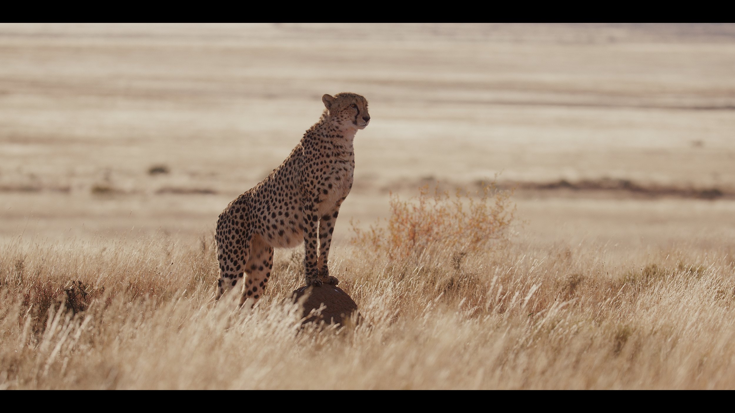 12 Cheetahs_2.34.1.jpg