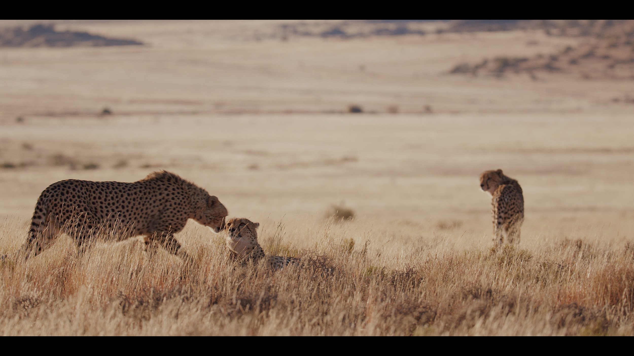 12 Cheetahs_2.36.1.jpg