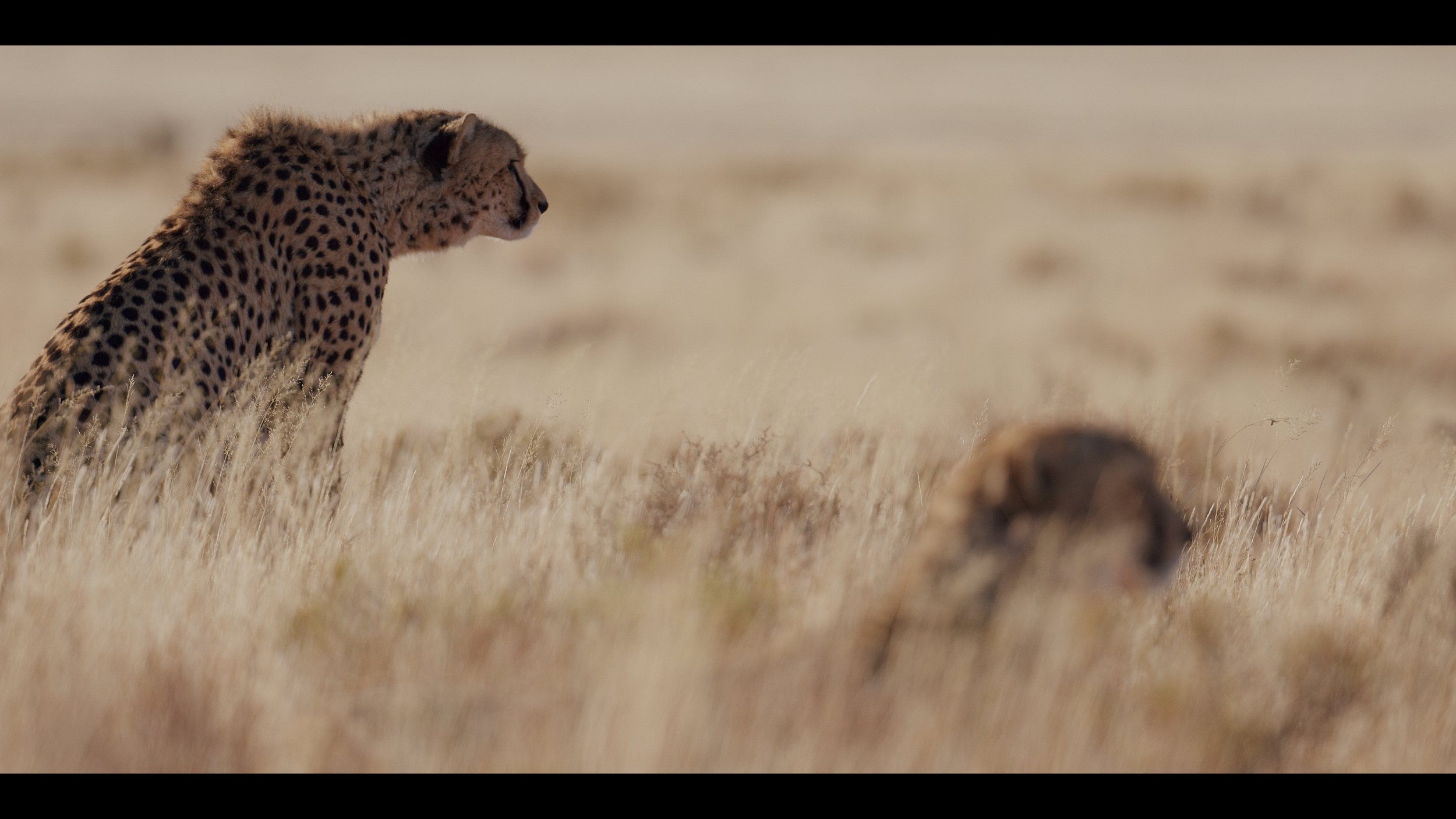 12 Cheetahs_2.44.1.jpg