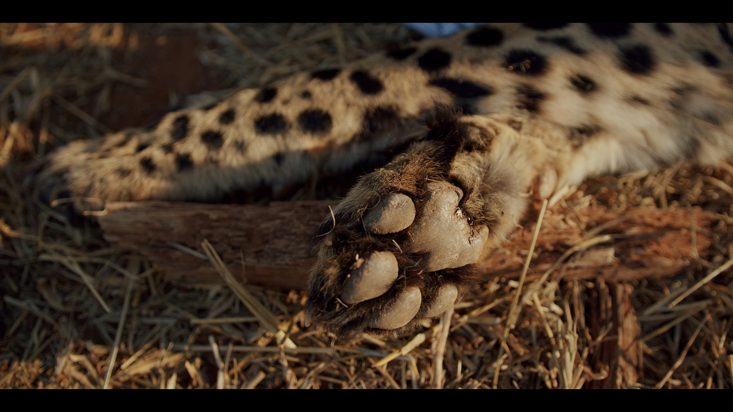 12 Cheetahs_2.78.1.jpg