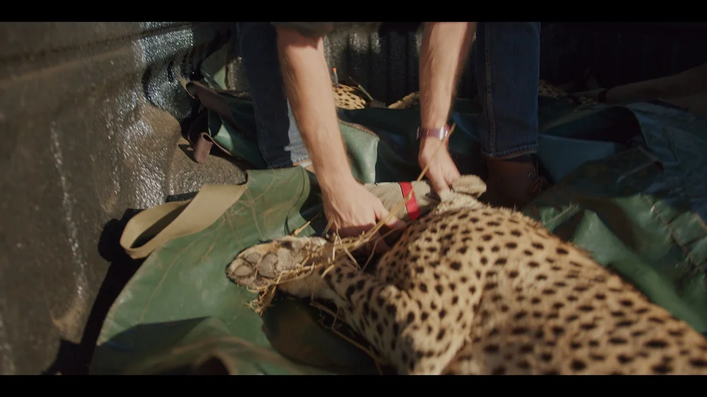 12 Cheetahs_2.138.1.jpg