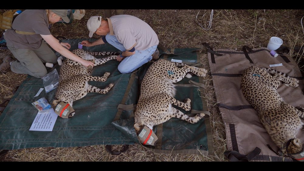 12 Cheetahs_2.147.1.jpg