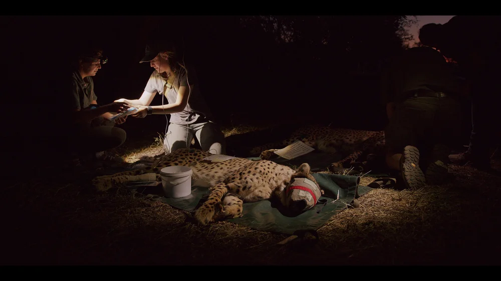 12 Cheetahs_2.155.1.jpg