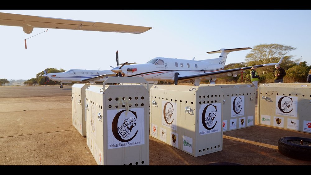 12 Cheetahs_2.169.1.jpg