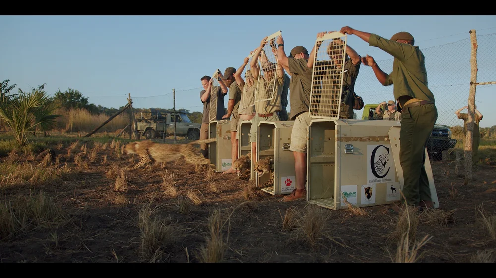 12 Cheetahs_2.193.2.jpg