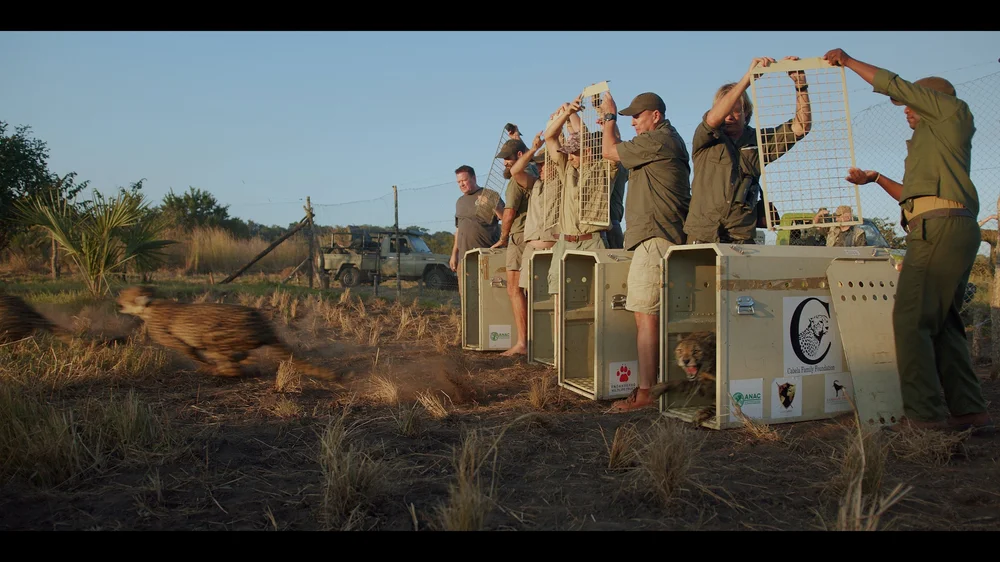 12 Cheetahs_2.193.3.jpg