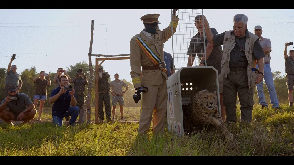 12 Cheetahs_2.196.1.jpg