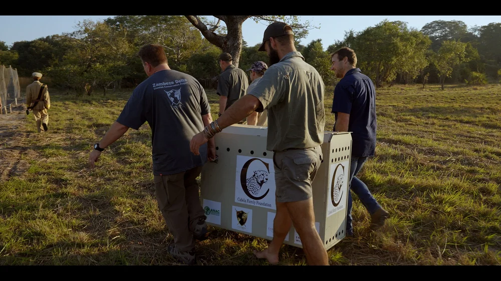 12 Cheetahs_2.198.1.jpg