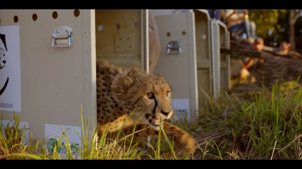 12 Cheetahs_2.201.1.jpg