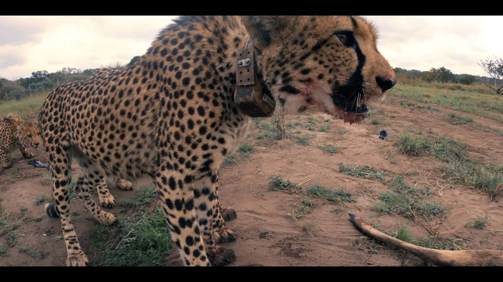 12 Cheetahs_2.245.1.jpg