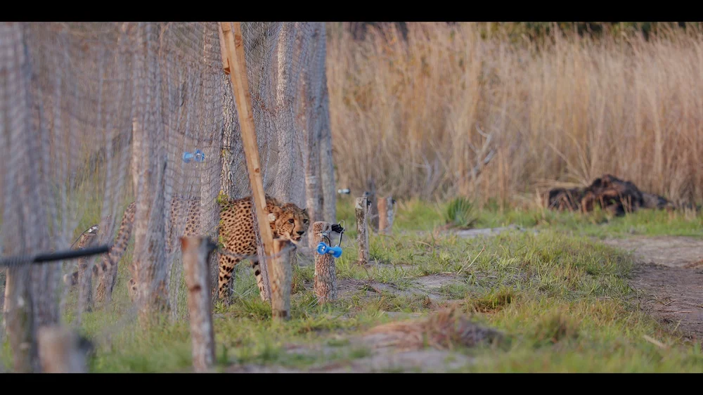 12 Cheetahs_2.246.1.jpg