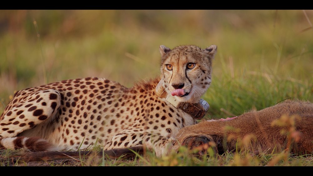 12 Cheetahs_2.250.1.jpg