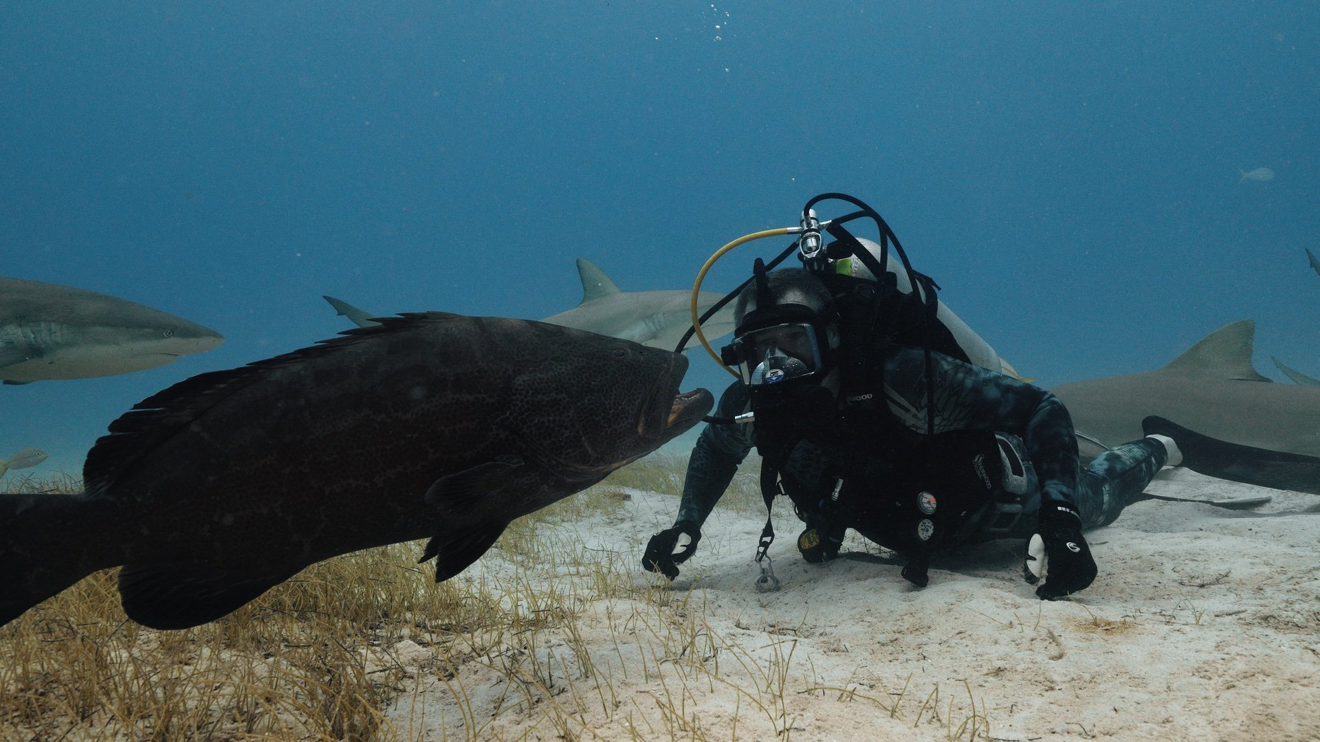 DotW_S02E08-Shark and Ocean Conservation_30.jpg