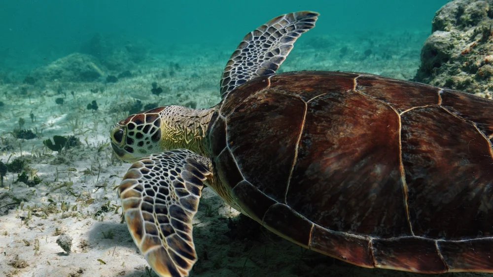 DotW_S02E08-Shark and Ocean Conservation_02.jpg