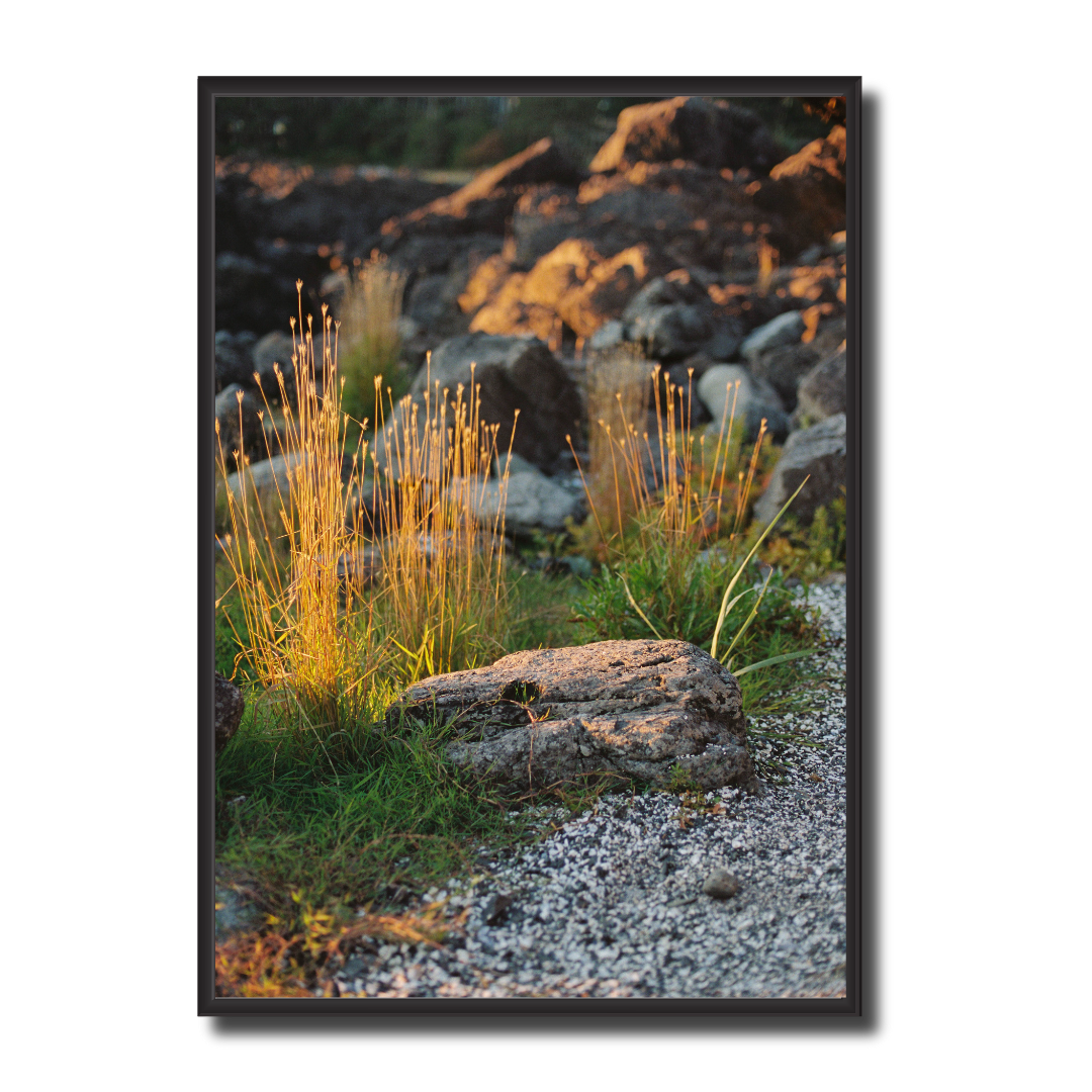 For Scouty - Limited Edition 03