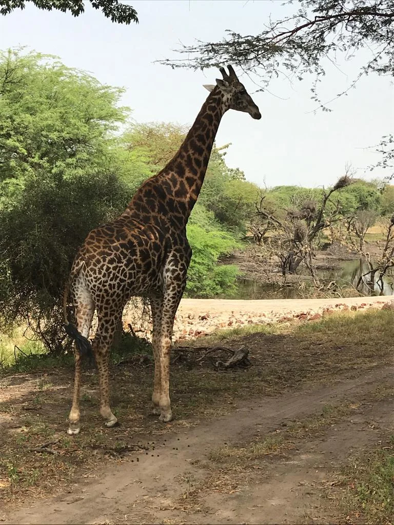 WhatsApp Image 2019-03-15 at 13.52.58 (1).jpeg