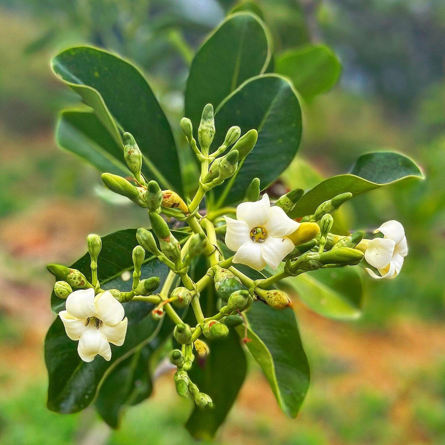 Puakenikeni smells so good.