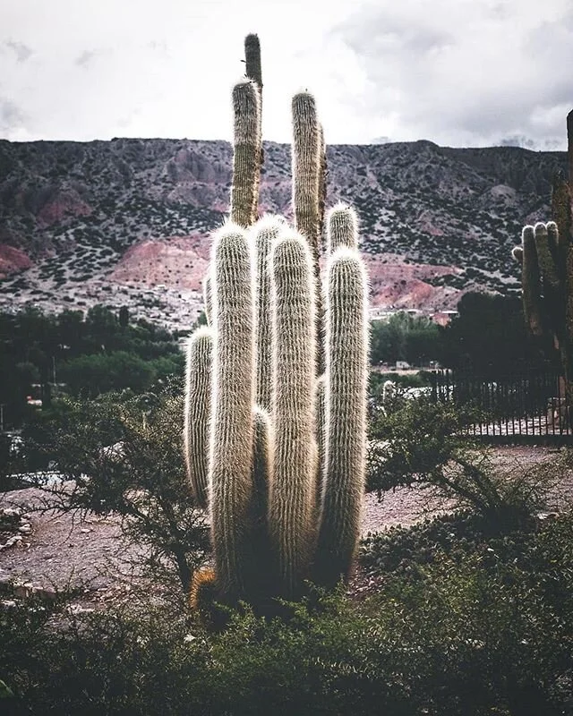 We tought we left a unique landscape behind when we left Cafayate. But the we arrived in Humahuaca... wowzers! 🏜
&curren;
&curren;
&curren;
@visitargentina @fujifilmbelgium @fujifilmeu @visitsalta @visitcafayate #visitargentina #argentina #salta #vi