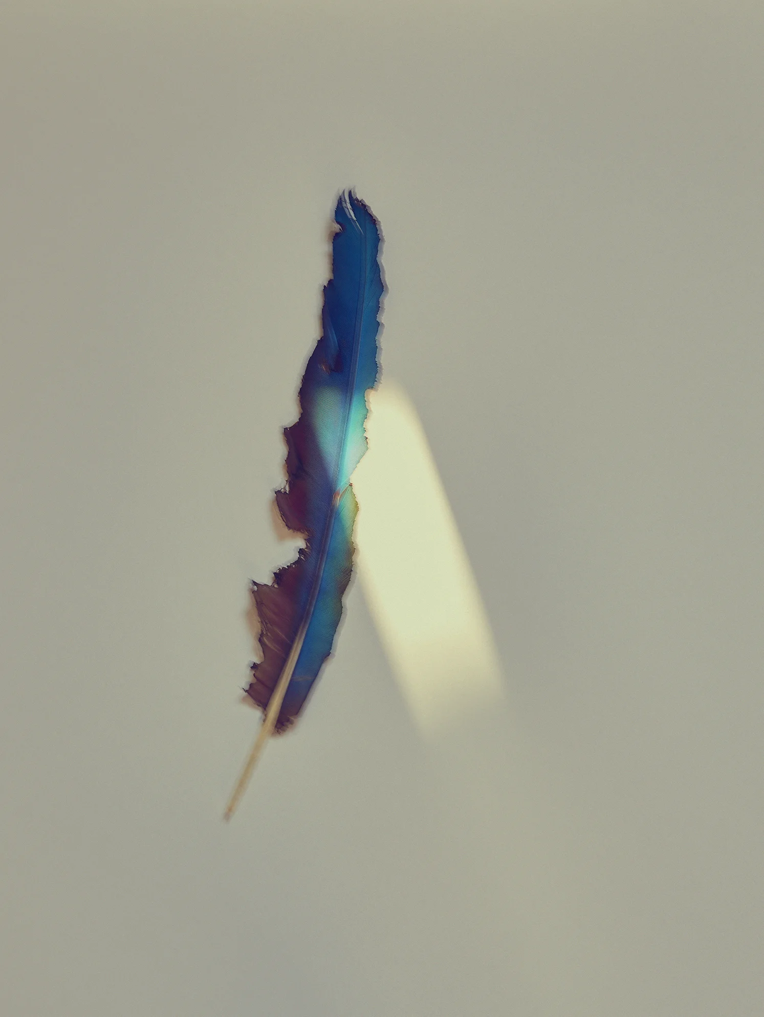 plumage_02.jpg