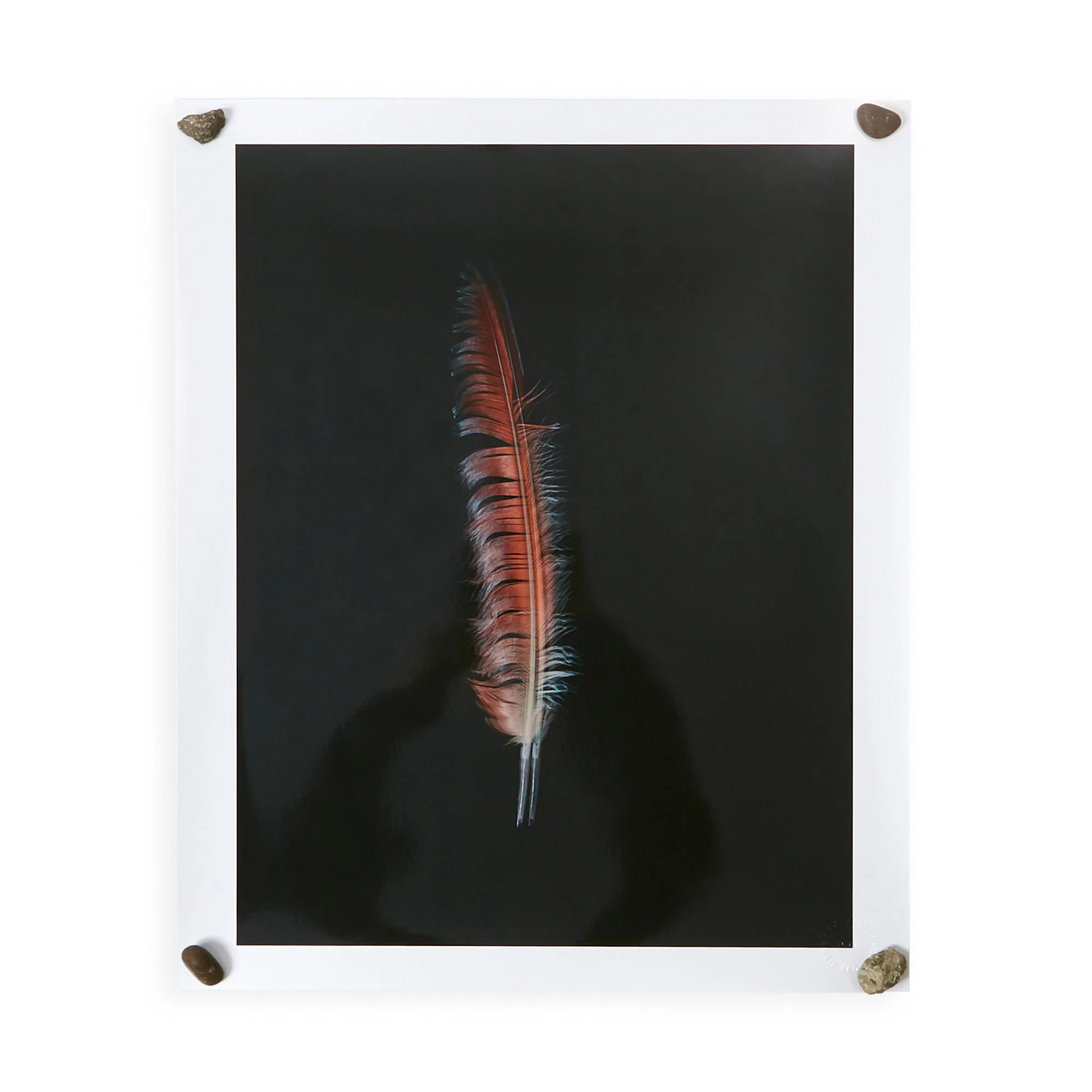 PLUMAGE_001.jpg