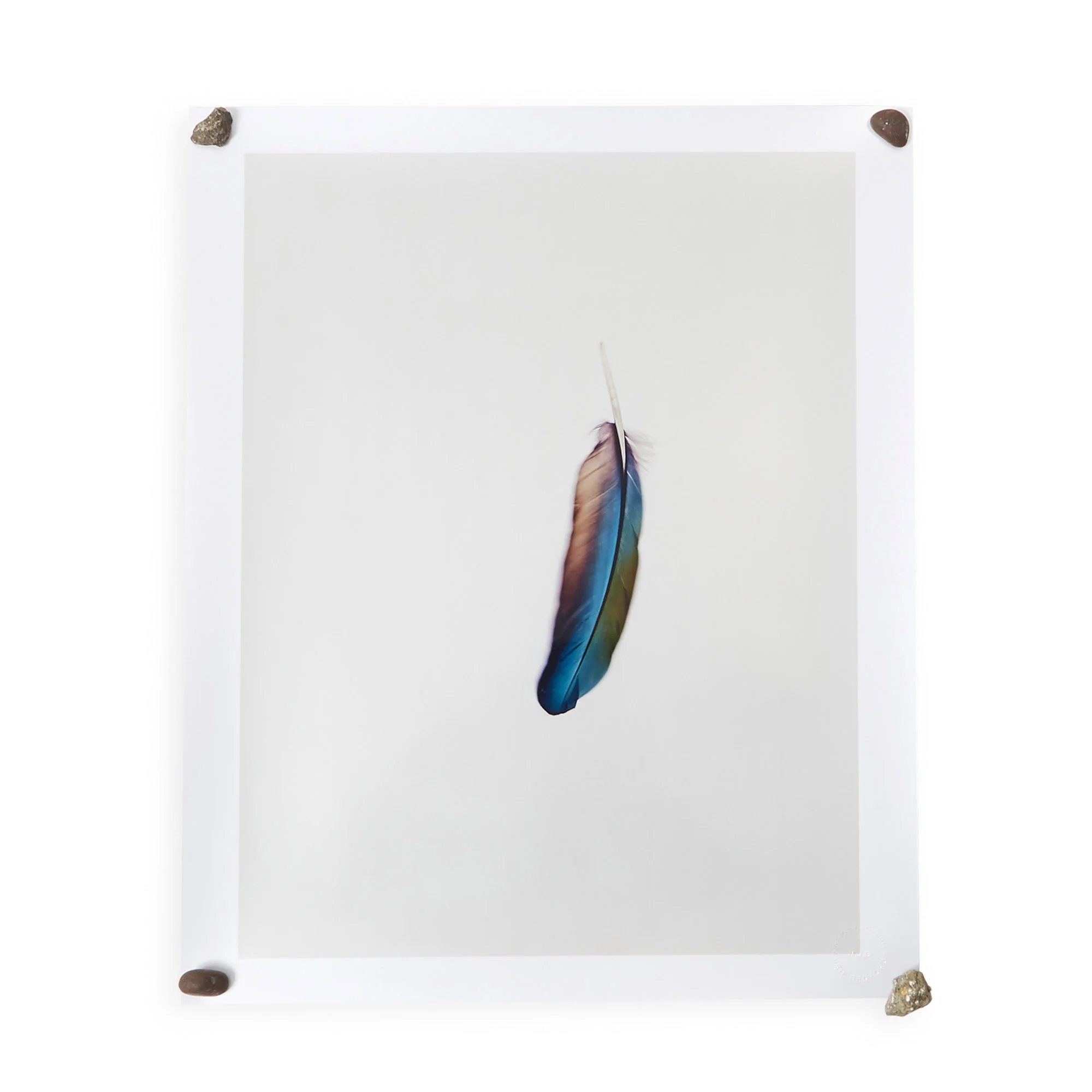 PLUMAGE_003.jpg
