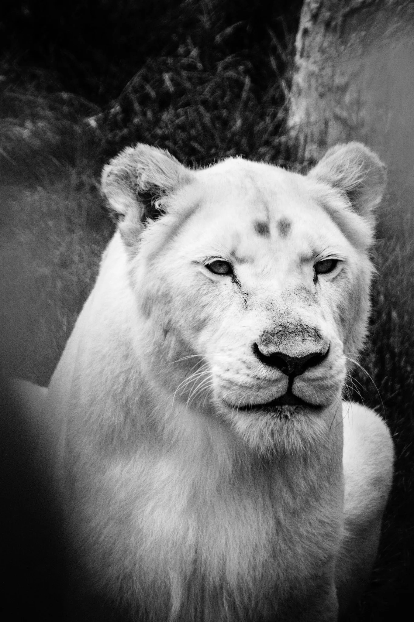 Day at the Zoo
