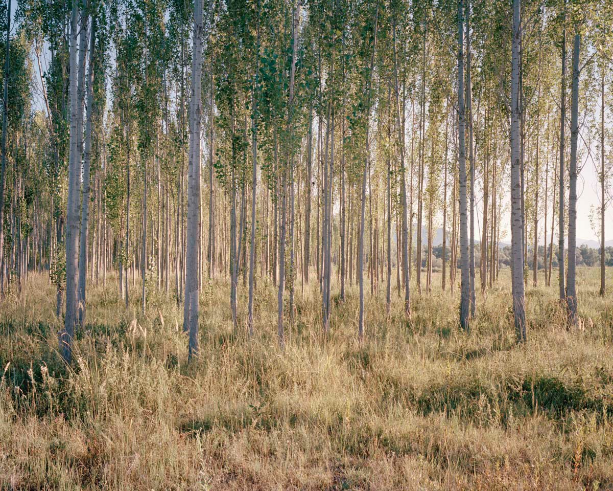 Dersim-birch-wood.jpg