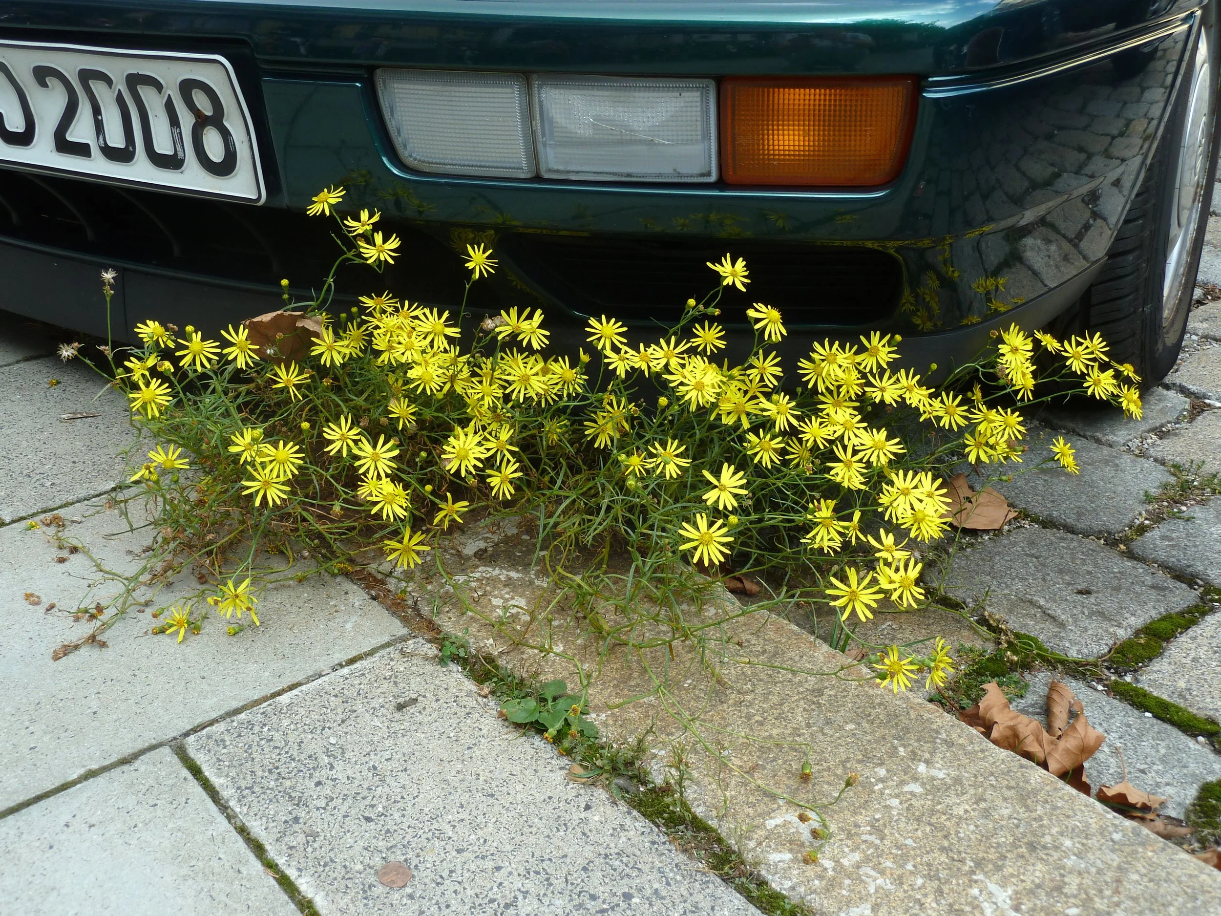 Vortrag "Mauerblümchen - die verkannten Sieger"