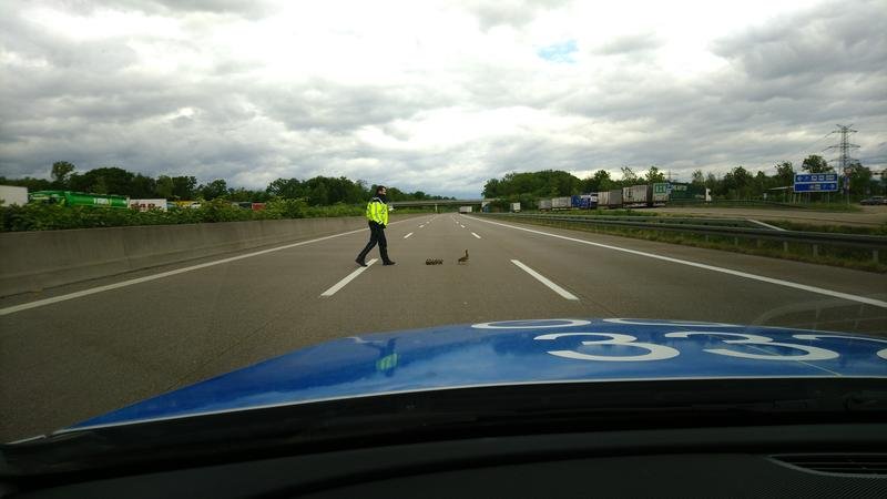 csm_POLIZEIFOTO_03_Enten_auf_Autobahn_19abbec0d8.jpg