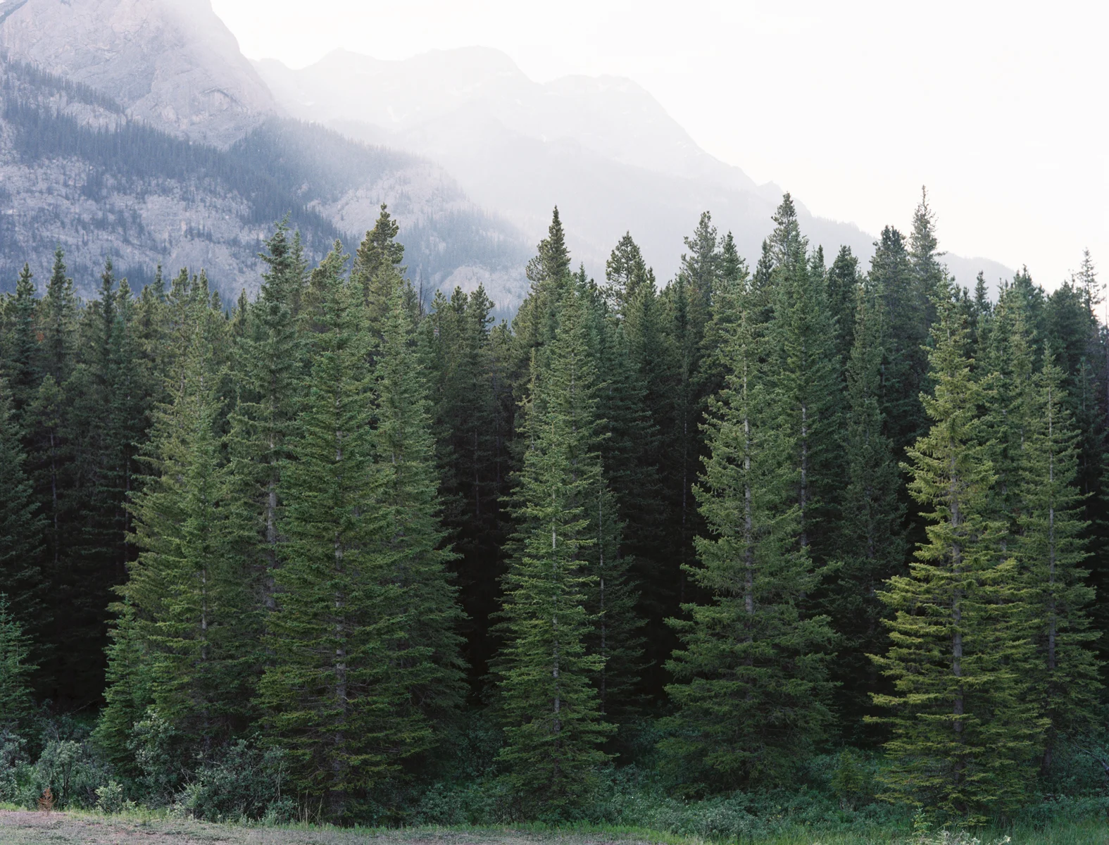 evergreen-trees.jpg