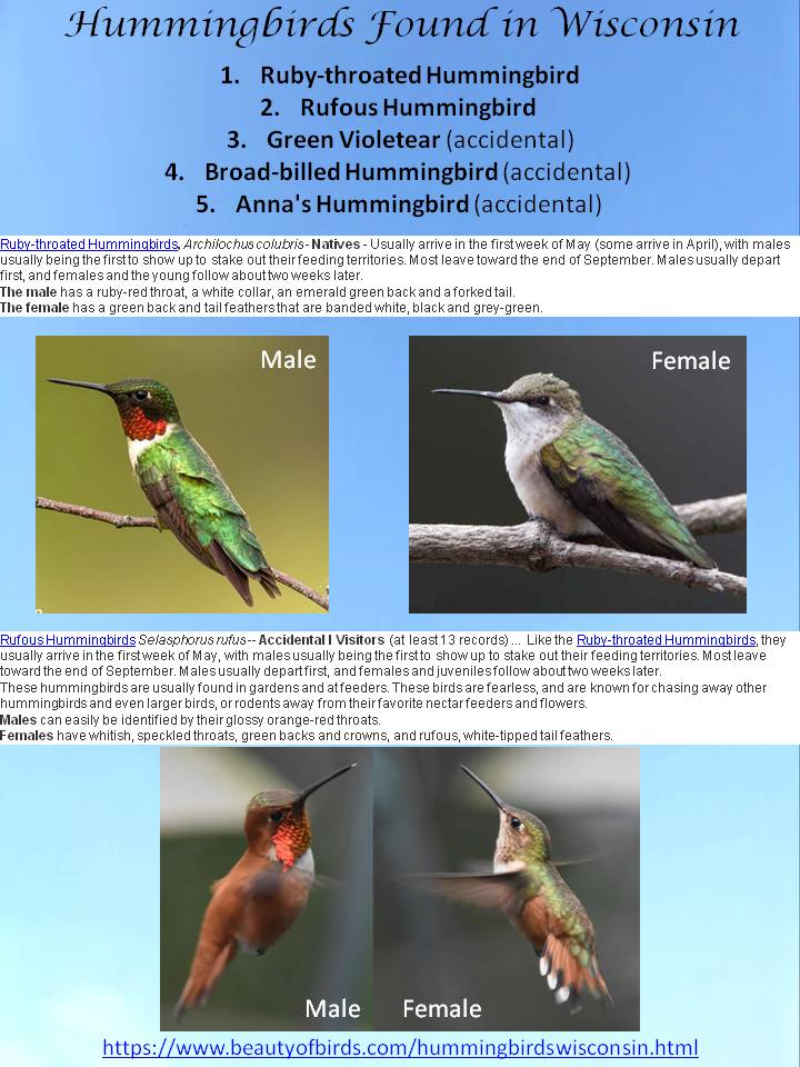 Hummingbirds Found in WI.jpg