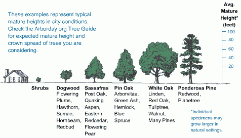 Arbor Day Foundation- http://www.arborday.org/trees/righttreeandplace/size.cfm