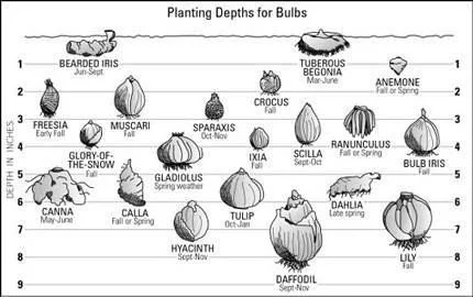 Planting Depths for Bulbs.jpeg