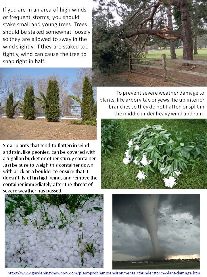 Weather Damage
