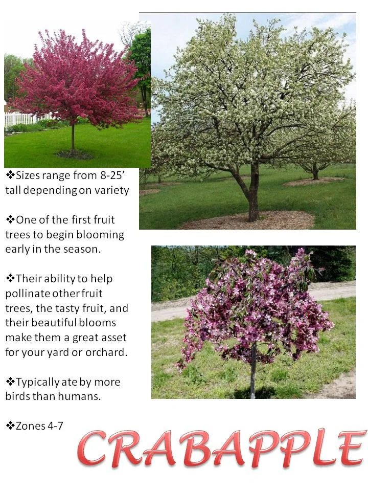 Spring- Crabapple.jpg