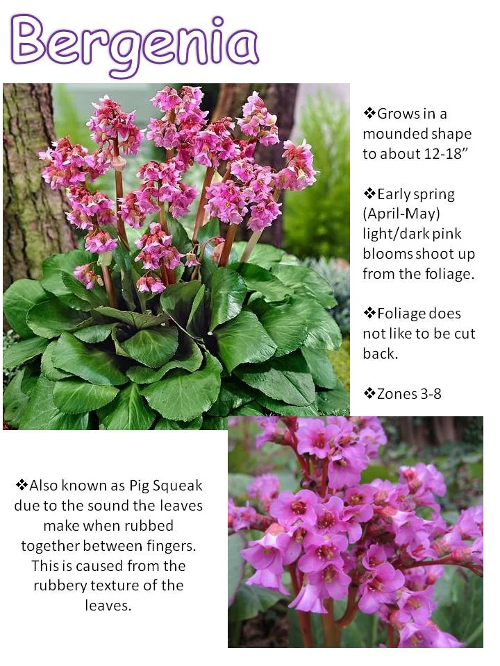 Spring- Bergenia.jpg