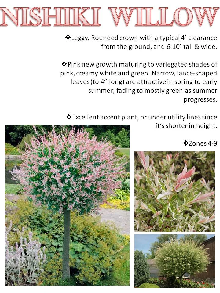 Summer- Nishiki Willow.jpg