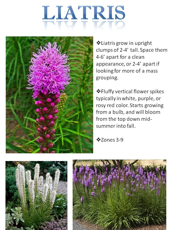 Summer- Liatris.jpg