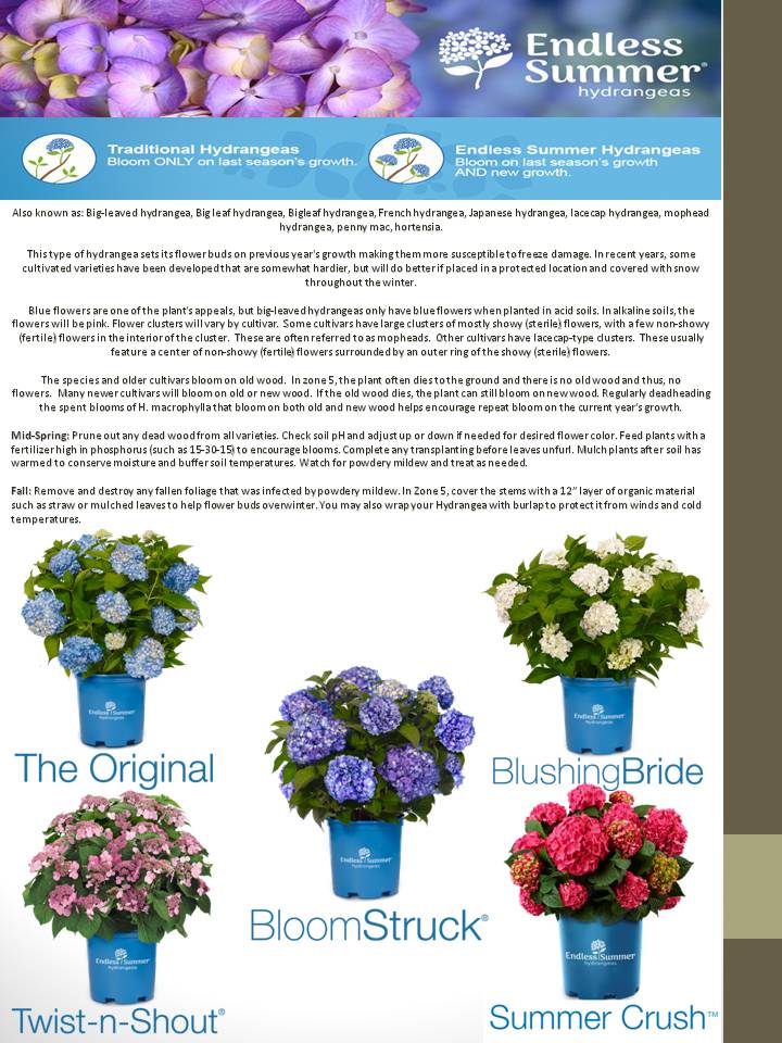 Image of Endless Summer Hydrangea in different colors