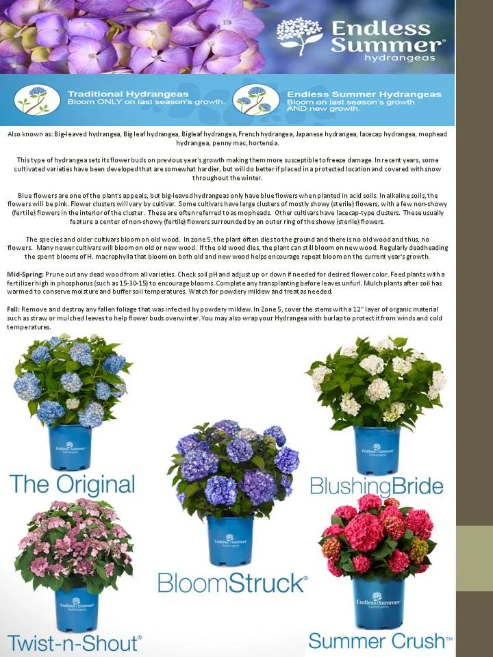 Hydrangeas- Endless Summer varieties.jpg
