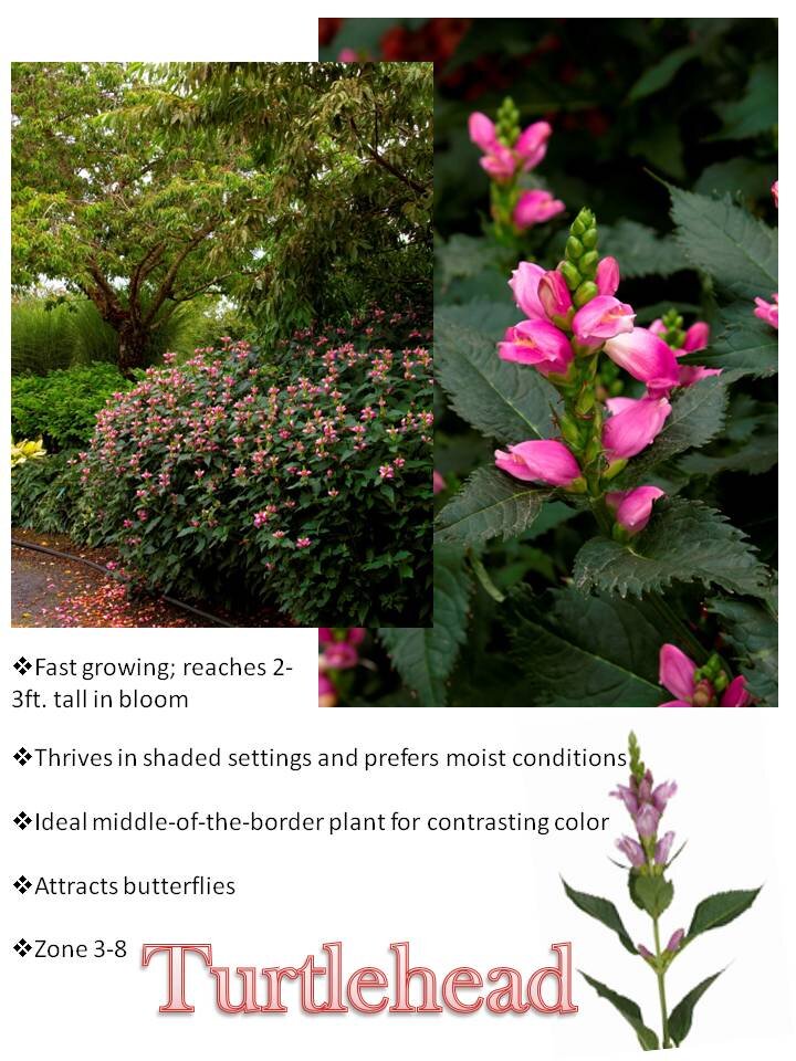 Fall- Turtlehead.jpg