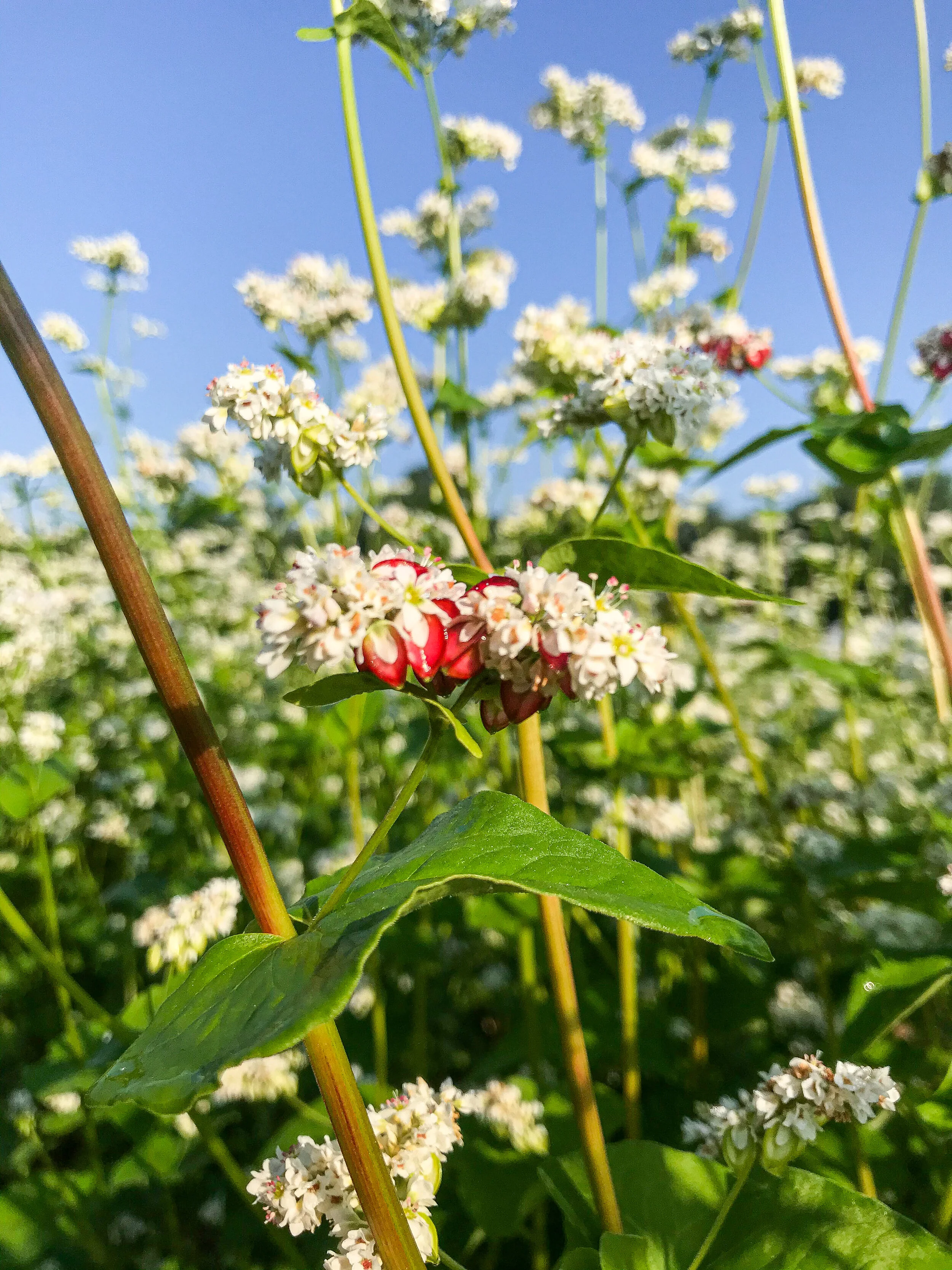Cover Cropping on the Farm
